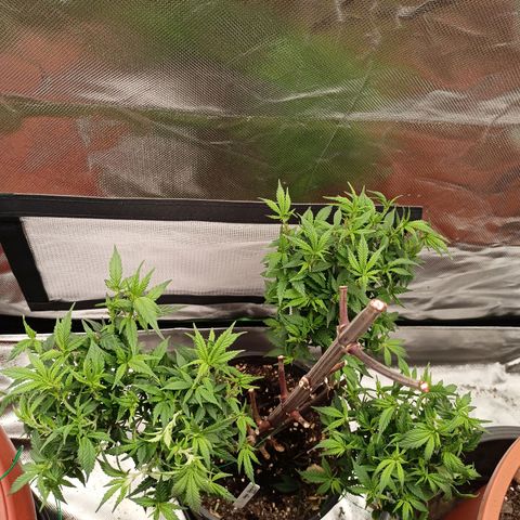 Shogun Rege growlog timeline photo