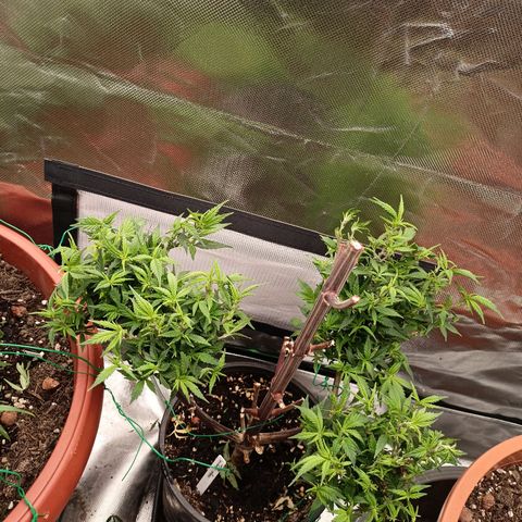 Shogun Rege growlog timeline photo