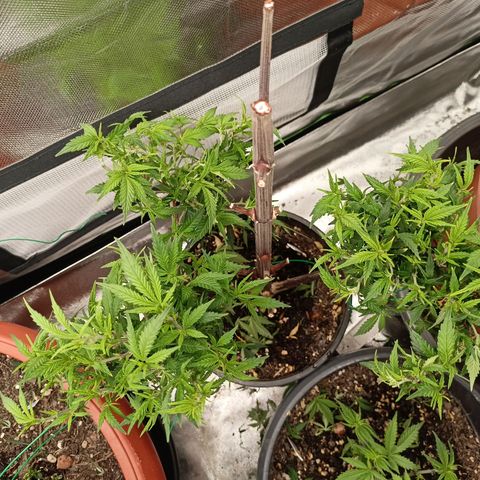 Shogun Rege growlog timeline photo