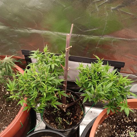 Shogun Rege growlog timeline photo