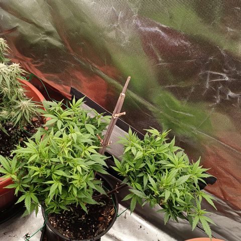 Shogun Rege growlog timeline photo
