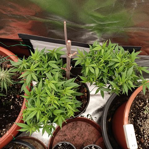 Shogun Rege growlog timeline photo