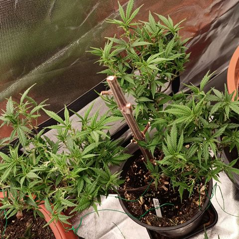 Shogun Rege growlog timeline photo