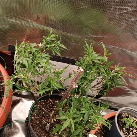 Shogun Rege growlog timeline photo