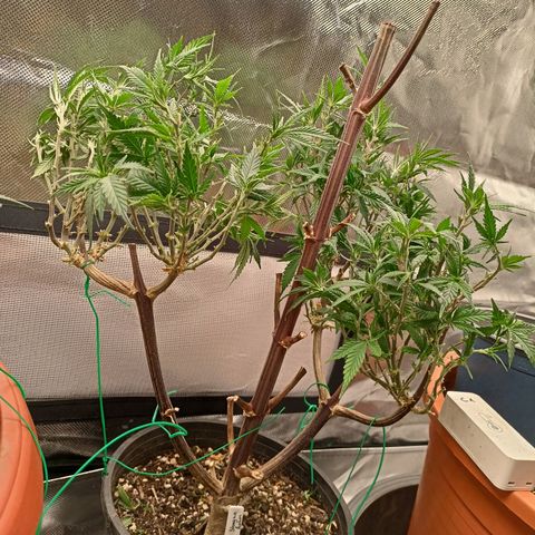 Shogun Rege growlog timeline photo