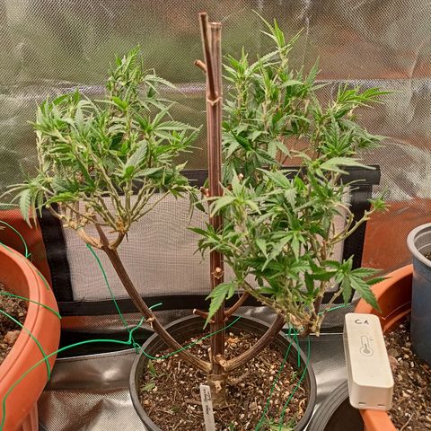 Shogun Rege growlog timeline photo