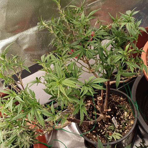 Shogun Rege growlog timeline photo