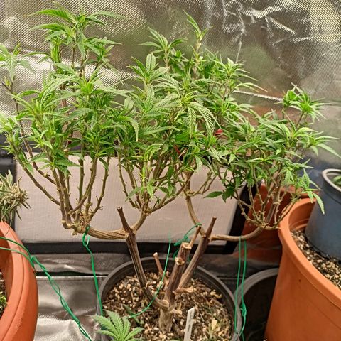 Shogun Rege growlog timeline photo