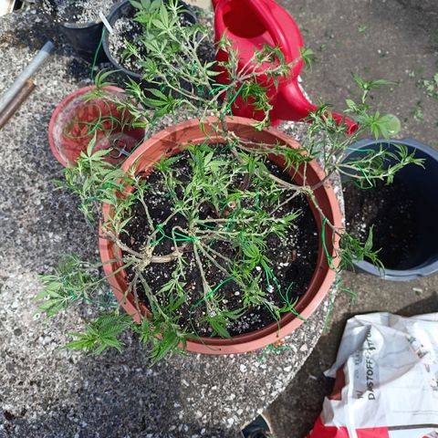 Shogun Rege growlog timeline photo