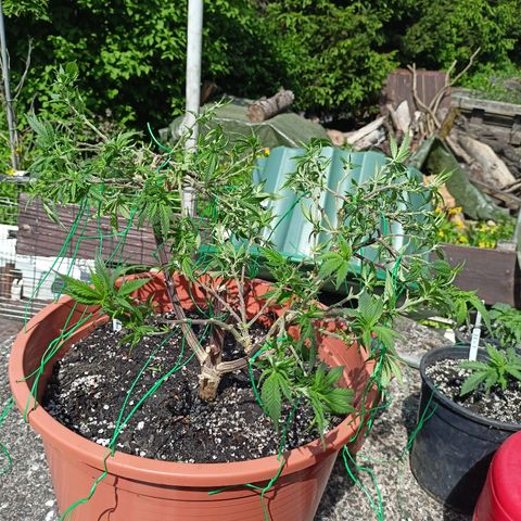 Shogun Rege growlog timeline photo