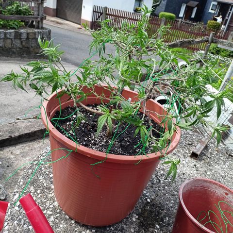 Shogun Rege growlog timeline photo