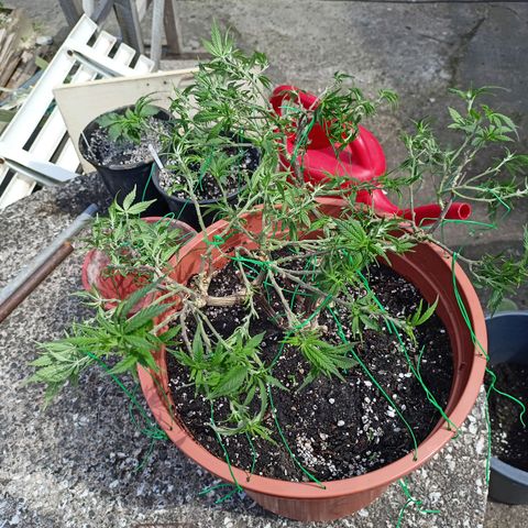 Shogun Rege growlog timeline photo