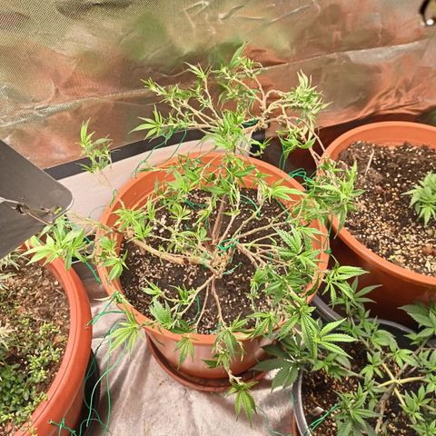 Shogun Rege growlog timeline photo