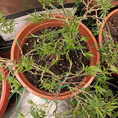 Shogun Rege growlog timeline photo