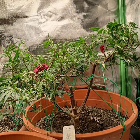 Shogun Rege growlog timeline photo
