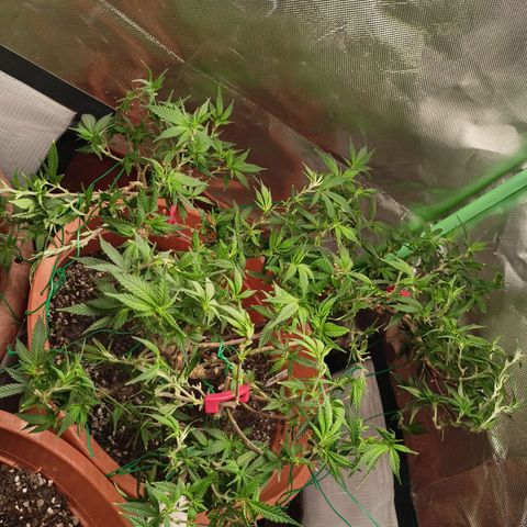 Shogun Rege growlog timeline photo