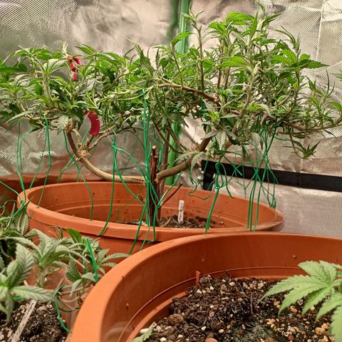 Shogun Rege growlog timeline photo