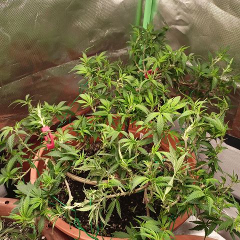 Shogun Rege growlog timeline photo
