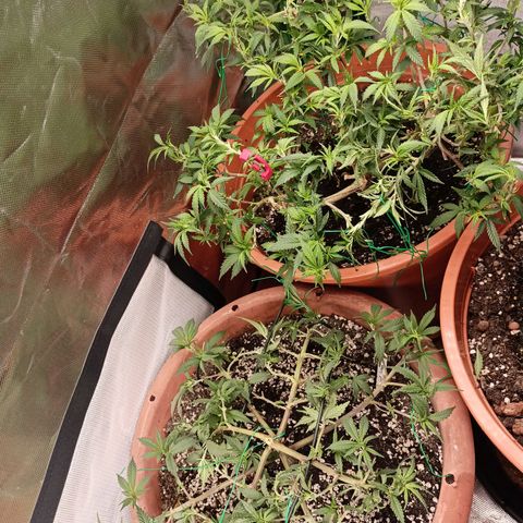 Shogun Rege growlog timeline photo