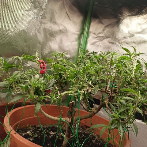 Shogun Rege growlog timeline photo