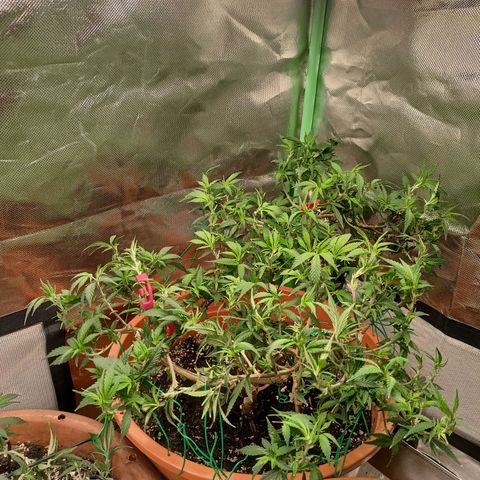 Shogun Rege growlog timeline photo