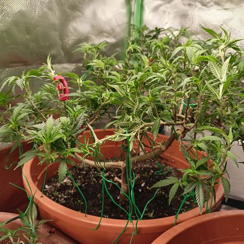 Shogun Rege growlog timeline photo