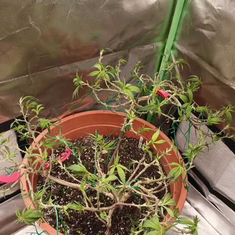 Shogun Rege growlog timeline photo