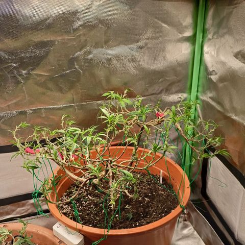 Shogun Rege growlog timeline photo