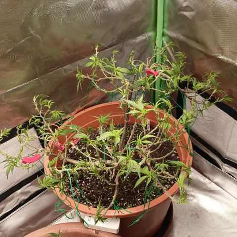 Shogun Rege growlog timeline photo