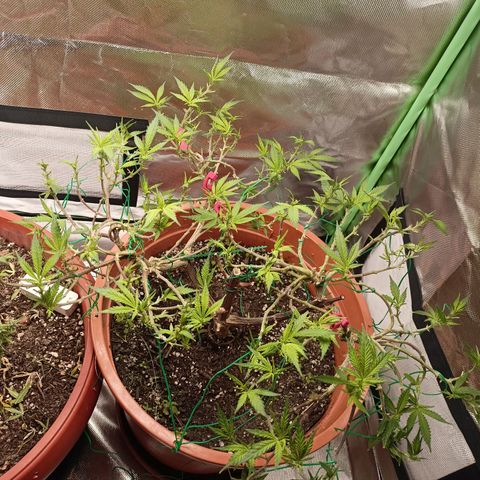 Shogun Rege growlog timeline photo