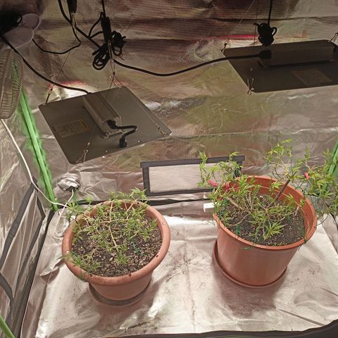 Shogun Rege growlog timeline photo