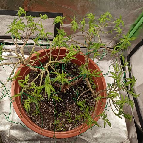 Shogun Rege growlog timeline photo
