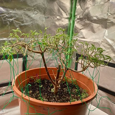 Shogun Rege growlog timeline photo