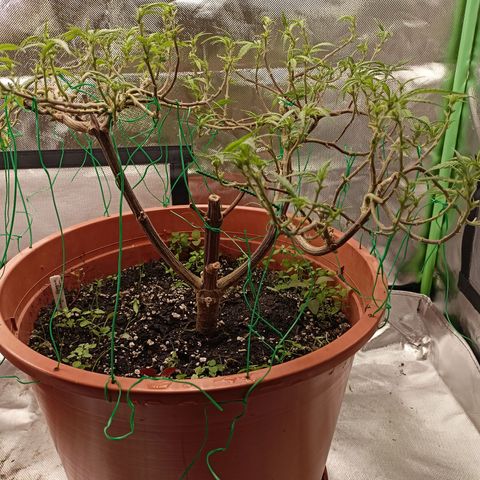 Shogun Rege growlog timeline photo