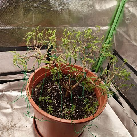 Shogun Rege growlog timeline photo