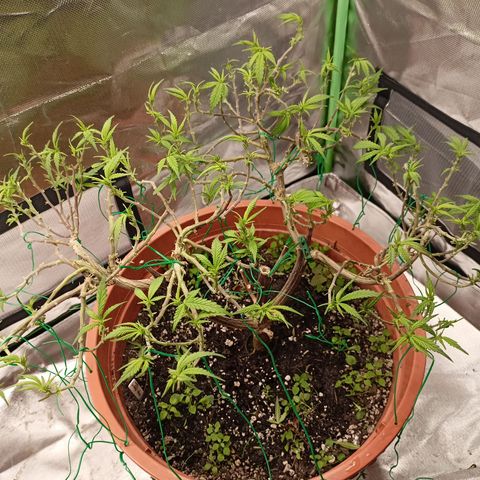 Shogun Rege growlog timeline photo
