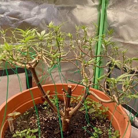 Shogun Rege growlog timeline photo