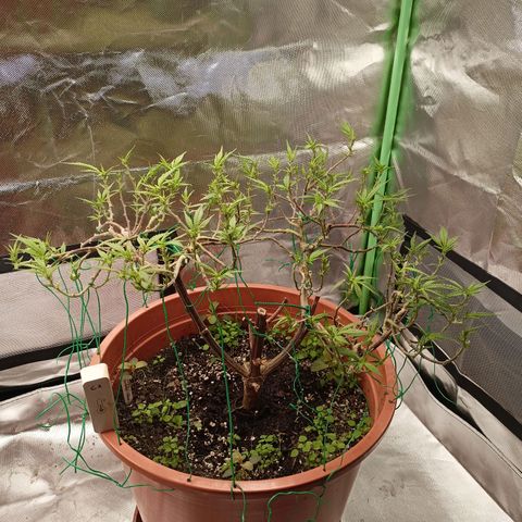 Shogun Rege growlog timeline photo