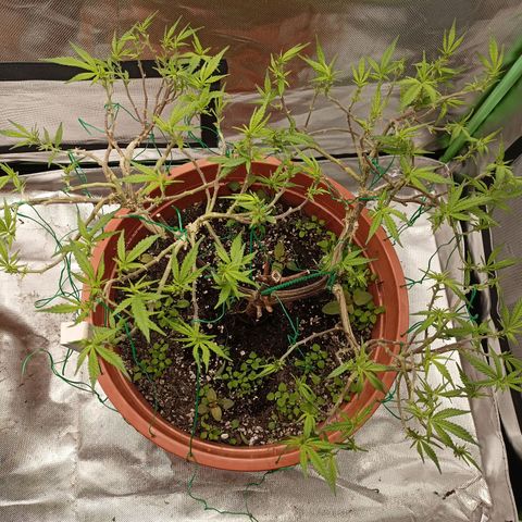Shogun Rege growlog timeline photo