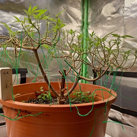 Shogun Rege growlog timeline photo