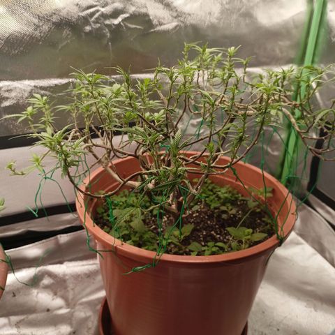 Shogun Rege growlog timeline photo