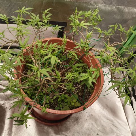 Shogun Rege growlog timeline photo