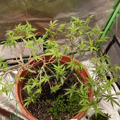 Shogun Rege growlog timeline photo