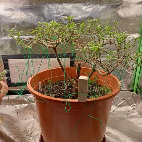 Shogun Rege growlog timeline photo