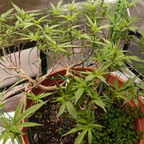 Shogun Rege growlog timeline photo