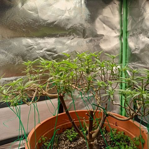 Shogun Rege growlog timeline photo