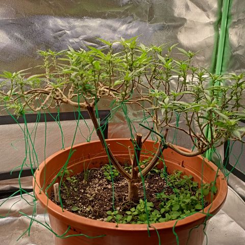 Shogun Rege growlog timeline photo