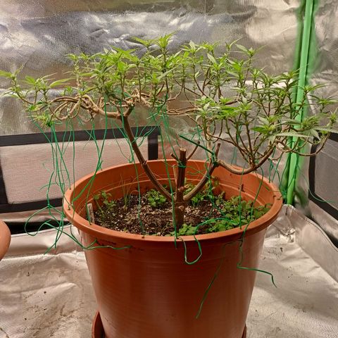 Shogun Rege growlog timeline photo