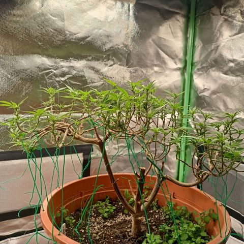 Shogun Rege growlog timeline photo
