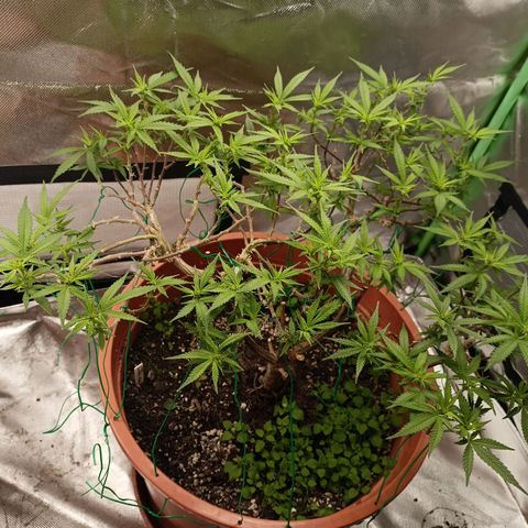 Shogun Rege growlog timeline photo